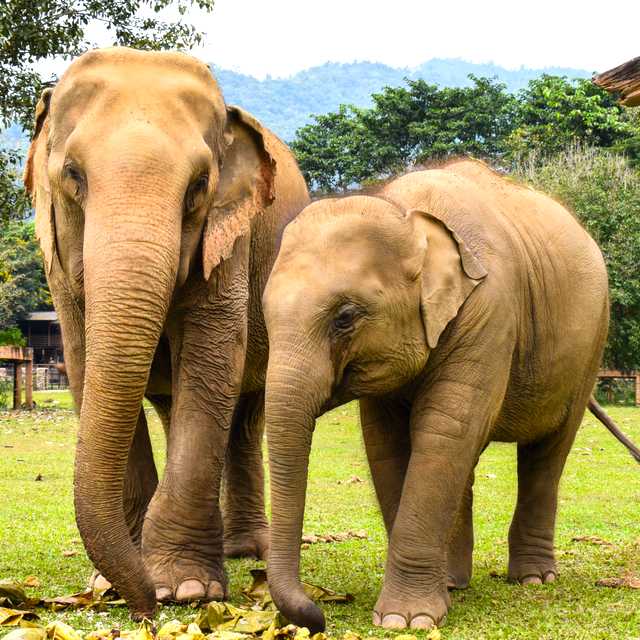 Phuket to Elephant Sanctuary and Sirinat Park: Day trip