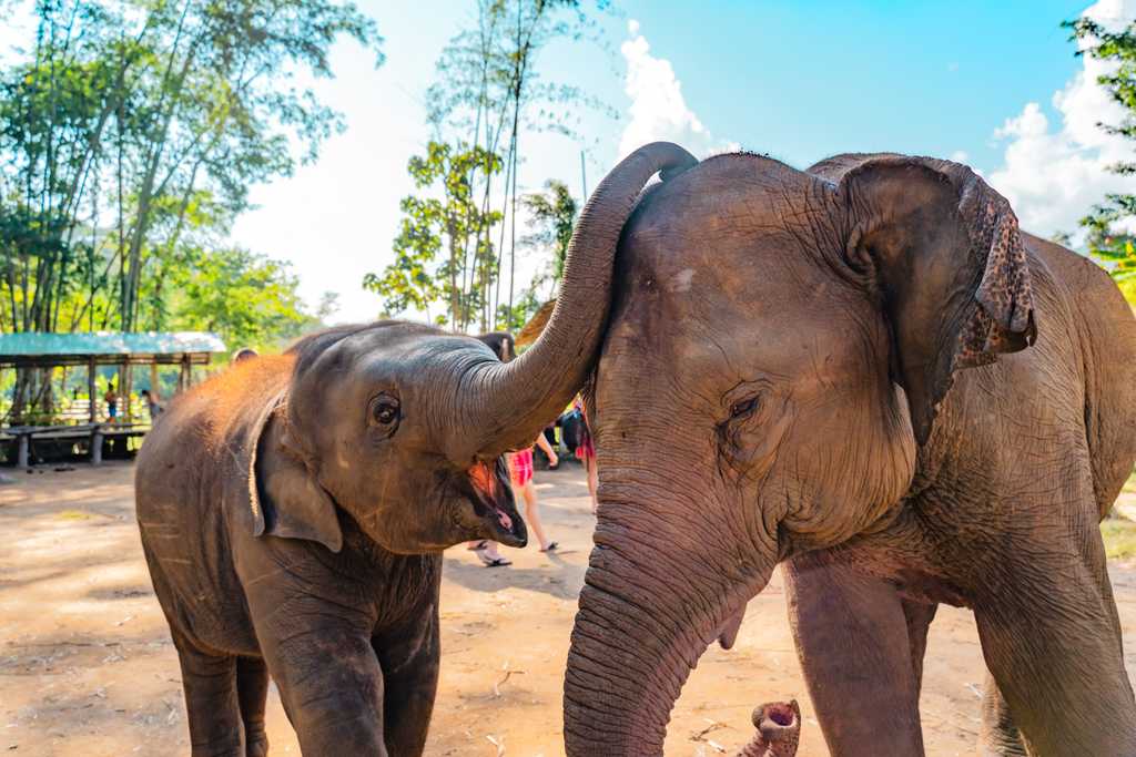 Private Day Trip from Phuket to Elephant Jungle Sanctuary, Sirinat ...