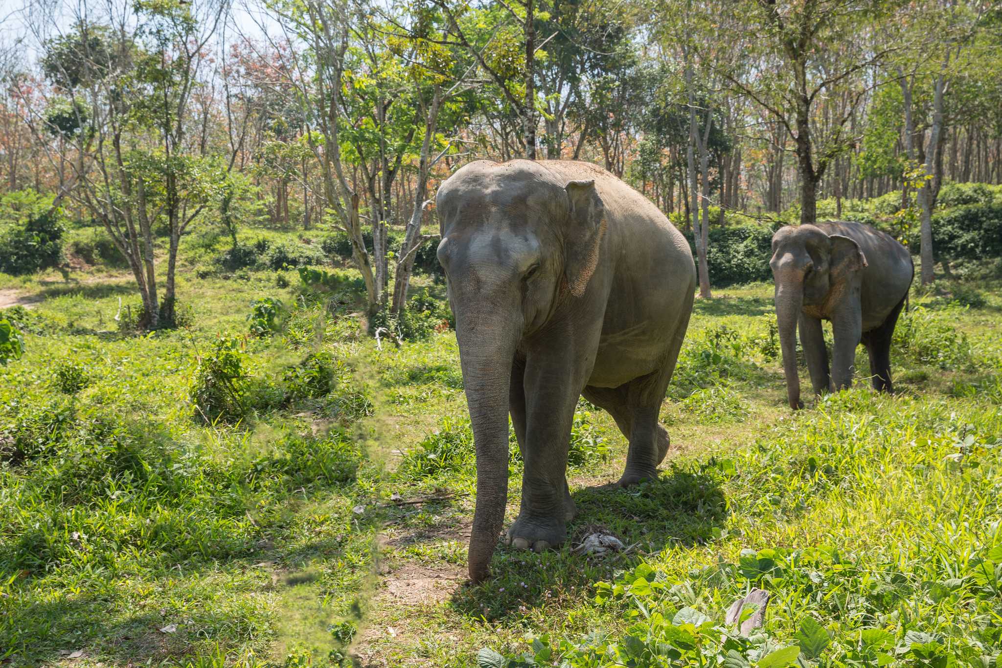 Itinerary stop at Elephant Jungle Sanctuary on private day trip from Phuket