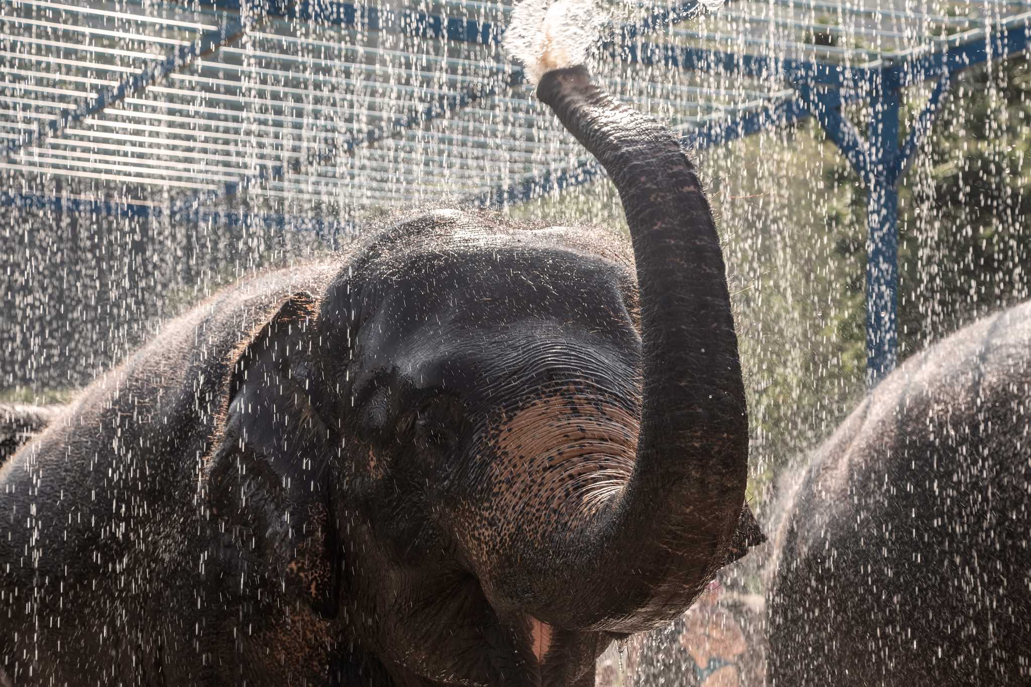 Itinerary stop at Elephant Jungle Sanctuary on private day trip from Phuket