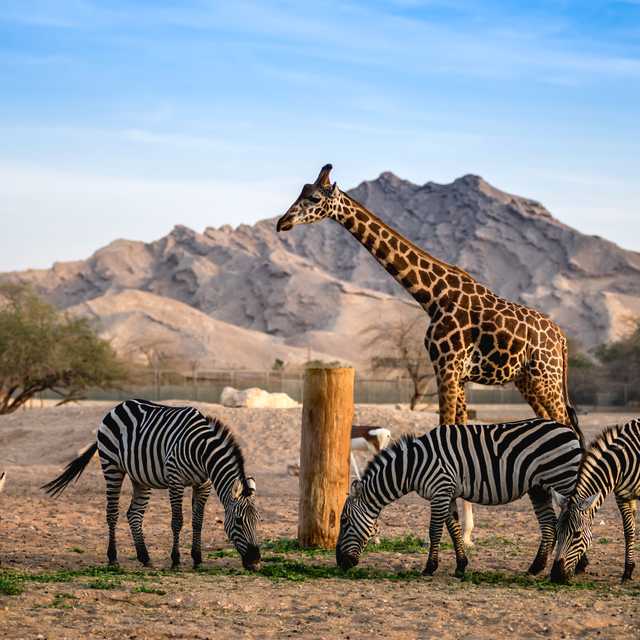 Abu Dhabi to Emirates Park Zoo and Al Ain: Private day trip
