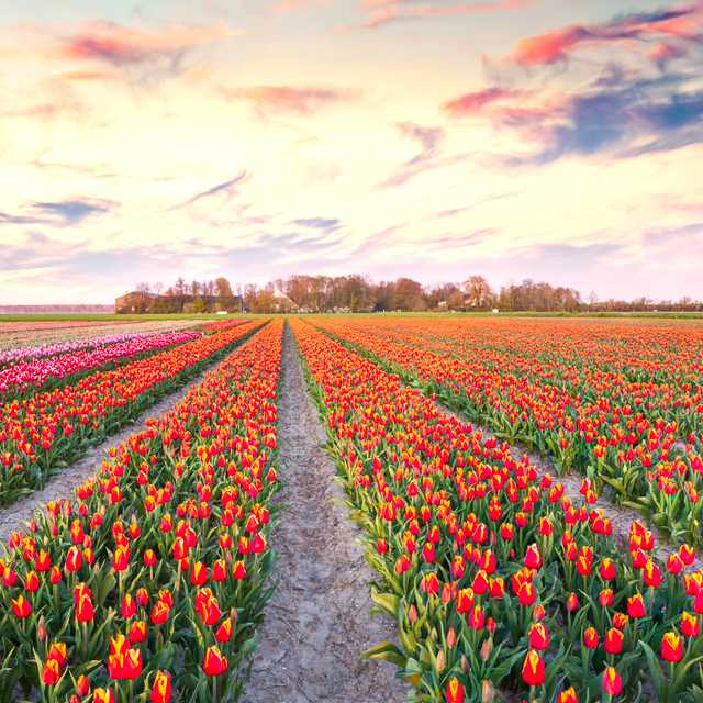 Flat lands and tulip fields: Private day trip from Amsterdam