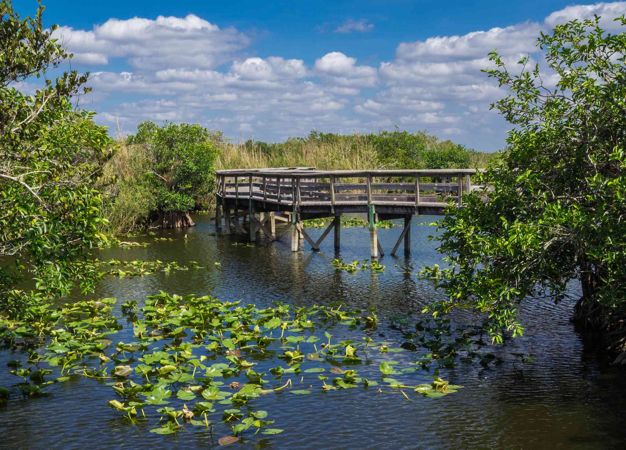 Vacker vy över Everglades National Park - privat dagsutflykt från Miami International Airport - foto 3