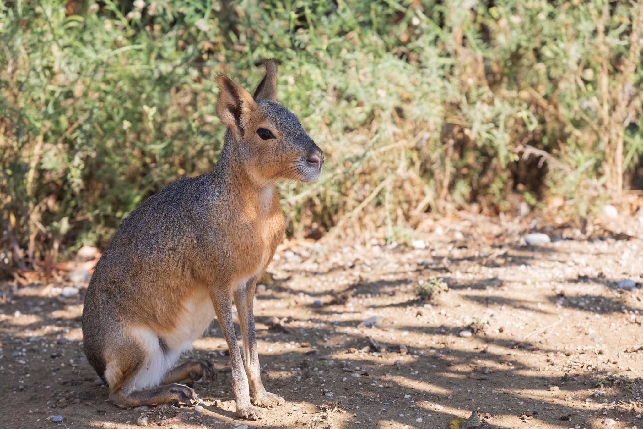 Parada no itinerário em Farma of Rhodes Petting Zoo em viagem particular de um dia a partir de Rhodes City