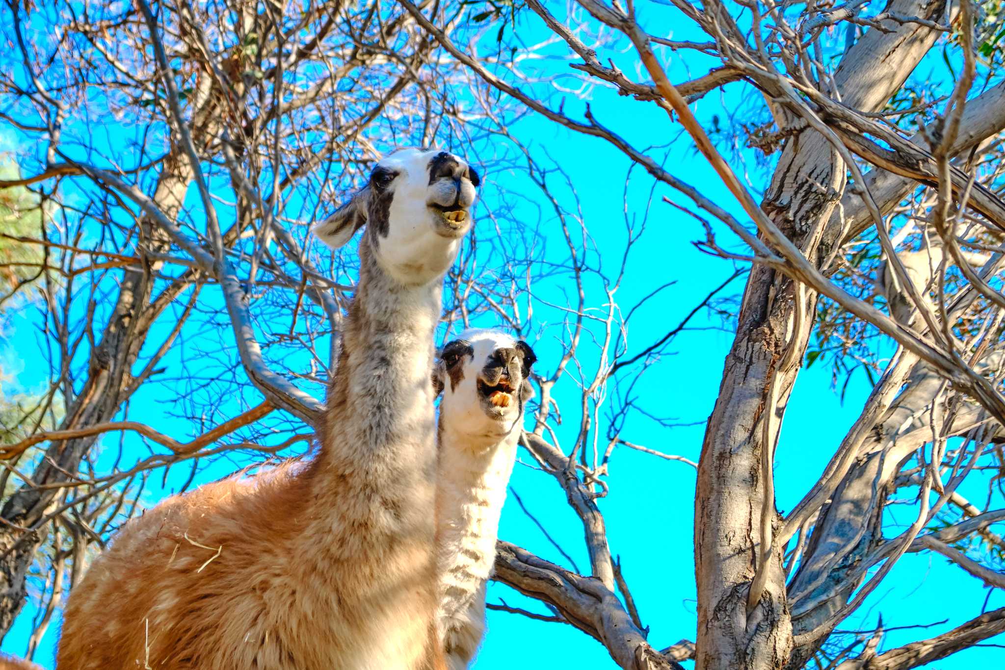 Rhodes City to Rhodes Petting Zoo and Bee Museum: Day trip