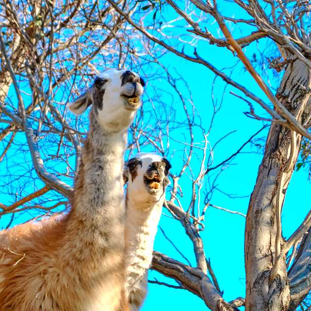 Rhodes City to Rhodes Petting Zoo and Bee Museum: Day trip