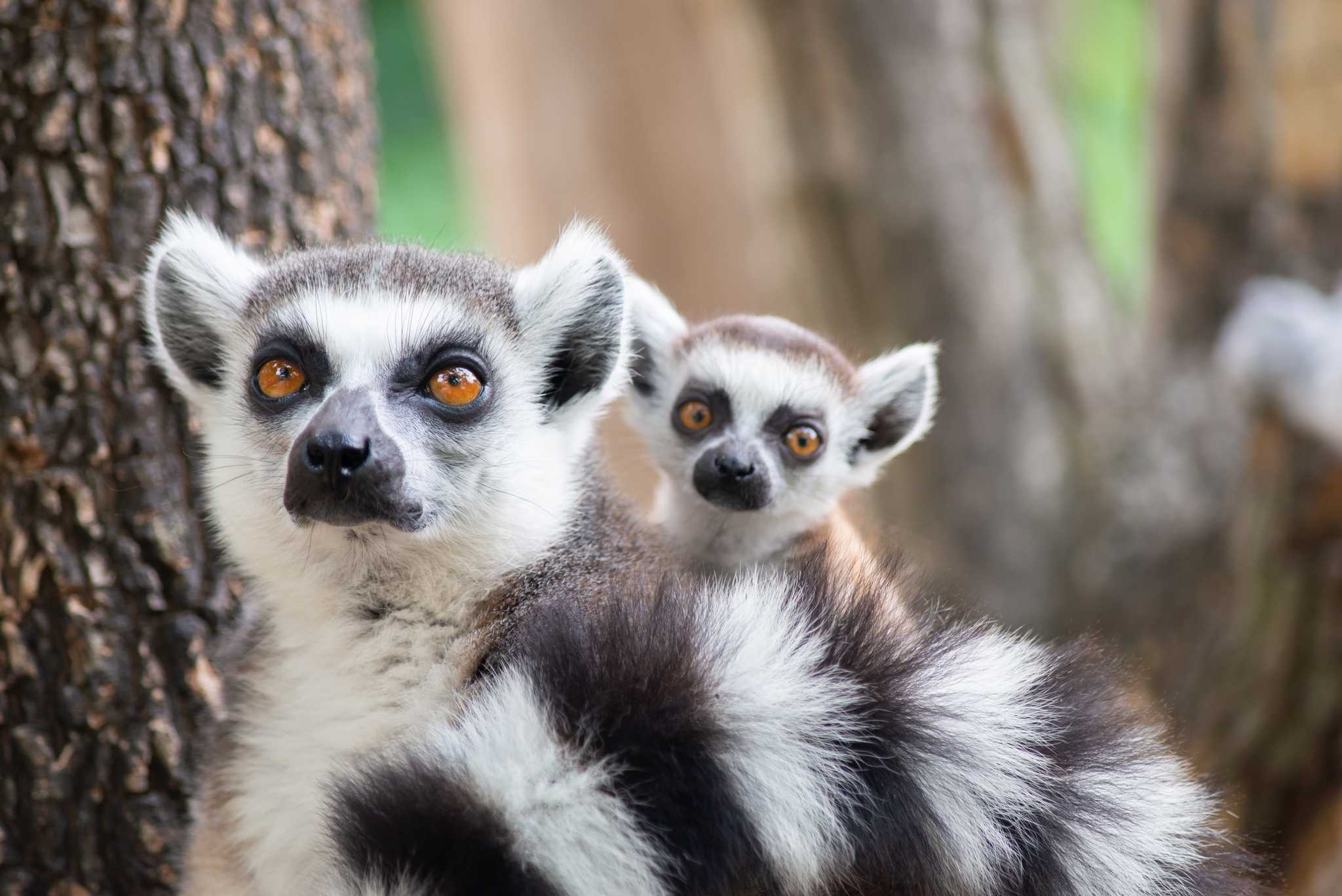 Farma of Rhodes Petting Zoo