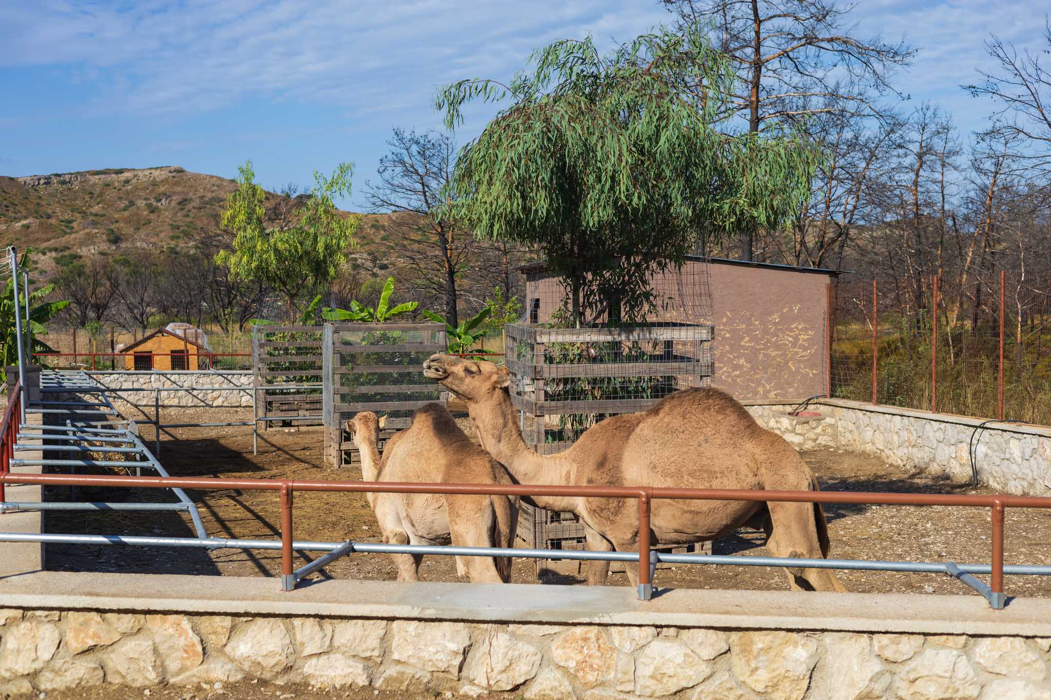 Parada no itinerário em Farma of Rhodes Petting Zoo em viagem particular de um dia a partir de Rhodes City