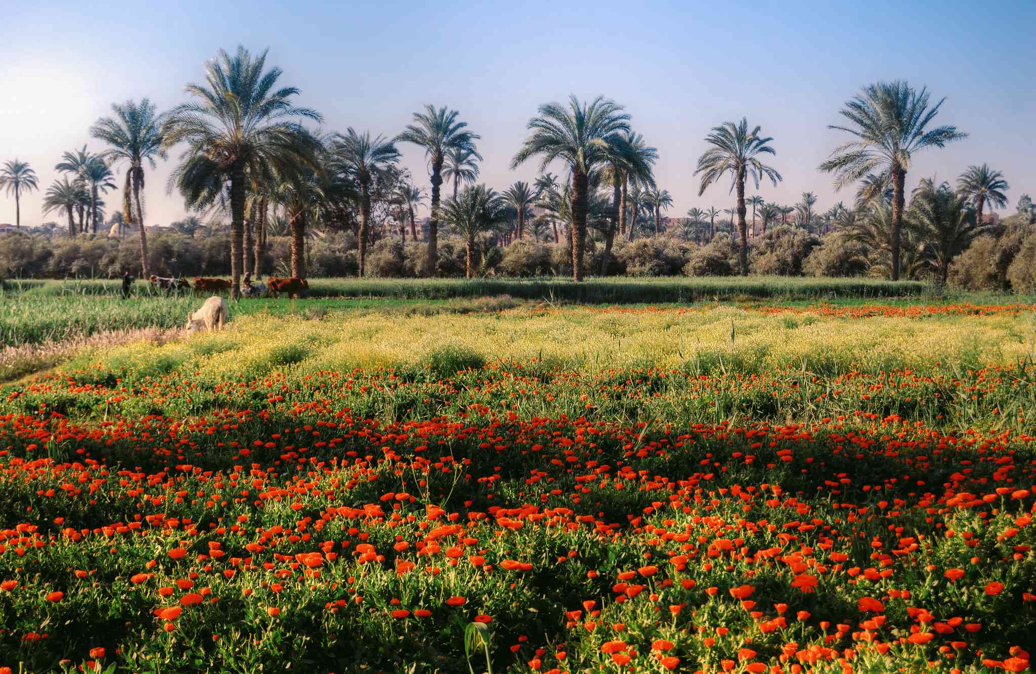 Cairo 的风景 - 从 Fayoum 出发的私人 一日游 - 照片 7