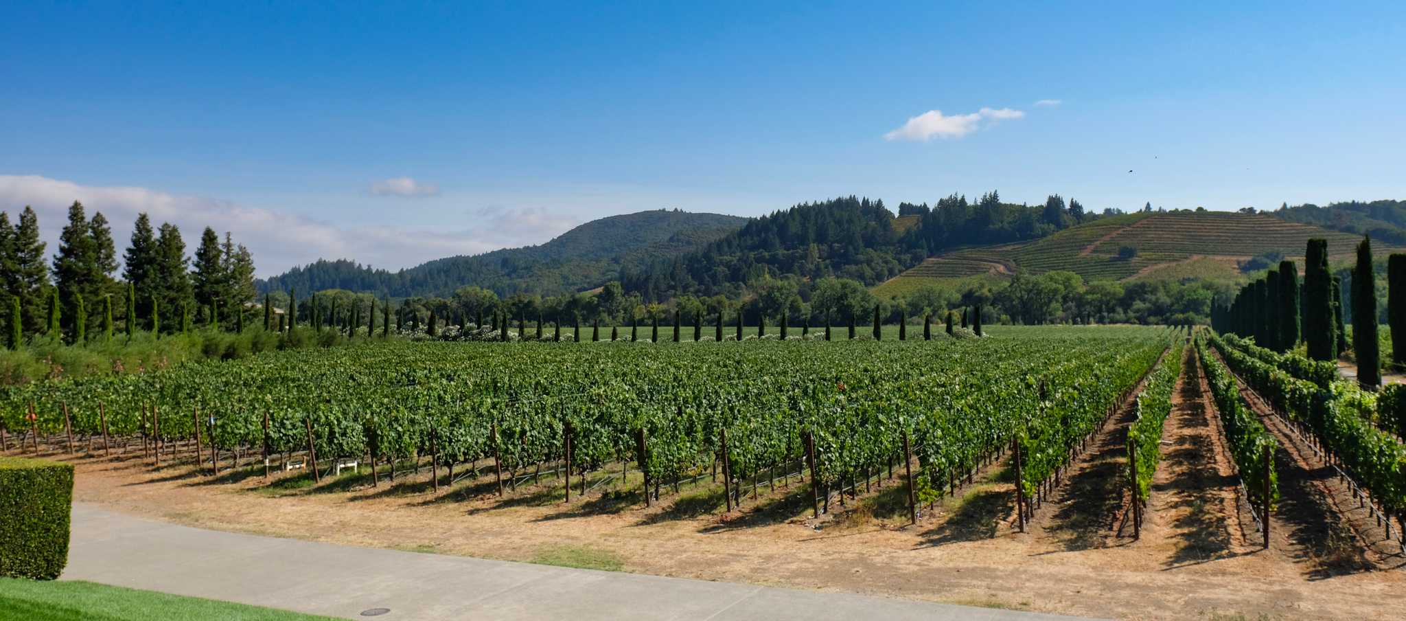 An Emilia-Romagna vineyard in the foreground with rising foothills behind it.