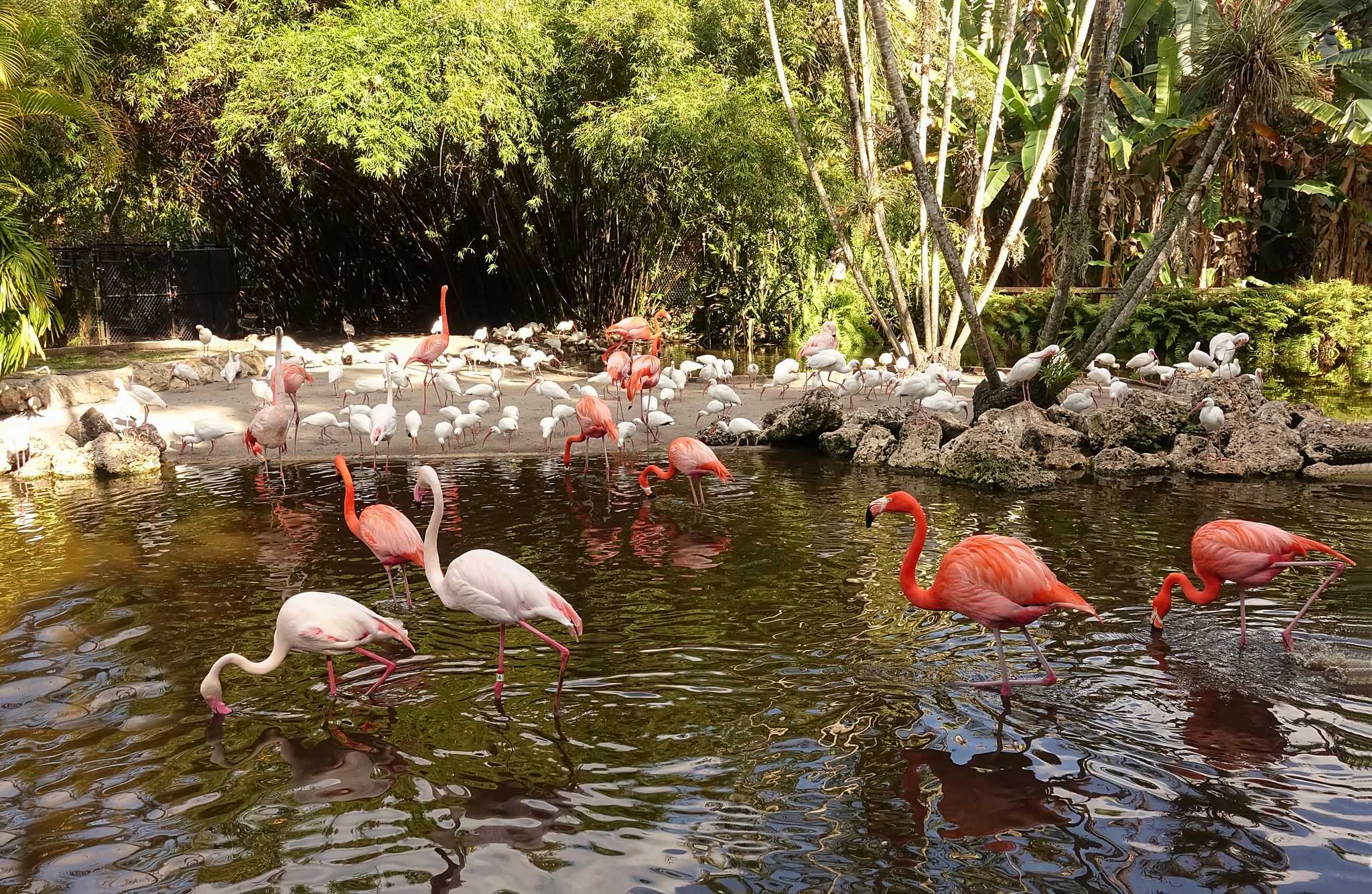 Pink and white flamingos on the shore and in the shallow waters of a lagoon