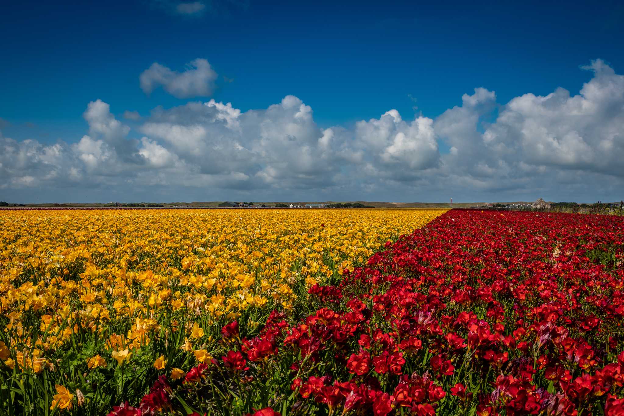 Amsterdam 에서 출발하는 개인적인 하루 여행 중 Floratuin Julianadorp 일정 정지
