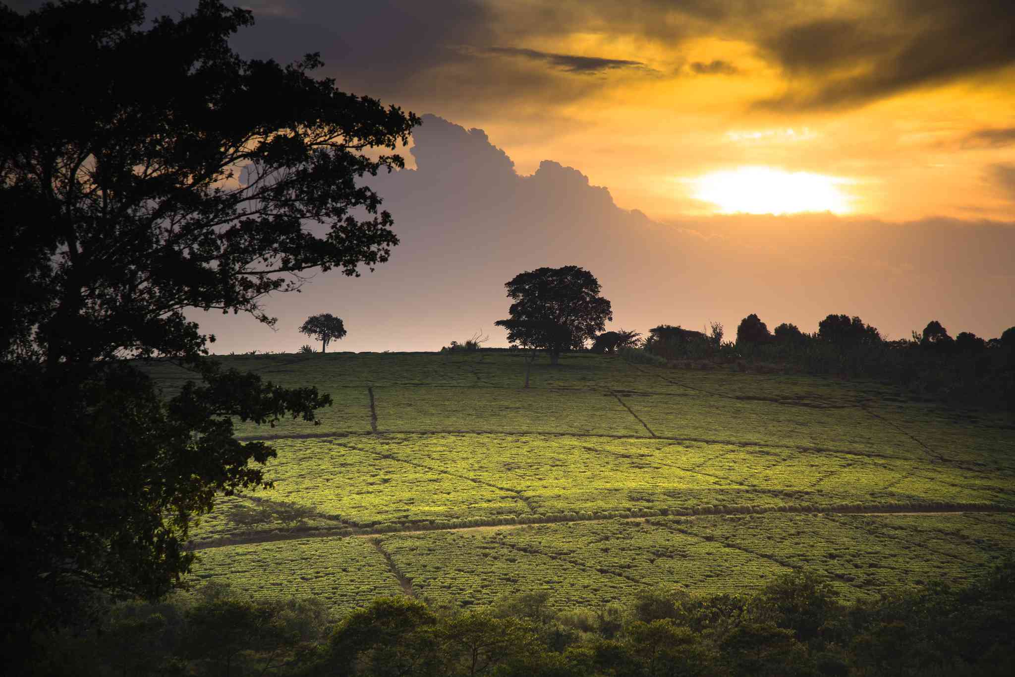 Scenic view of Busia - private day trip from Fort Portal - photo 3