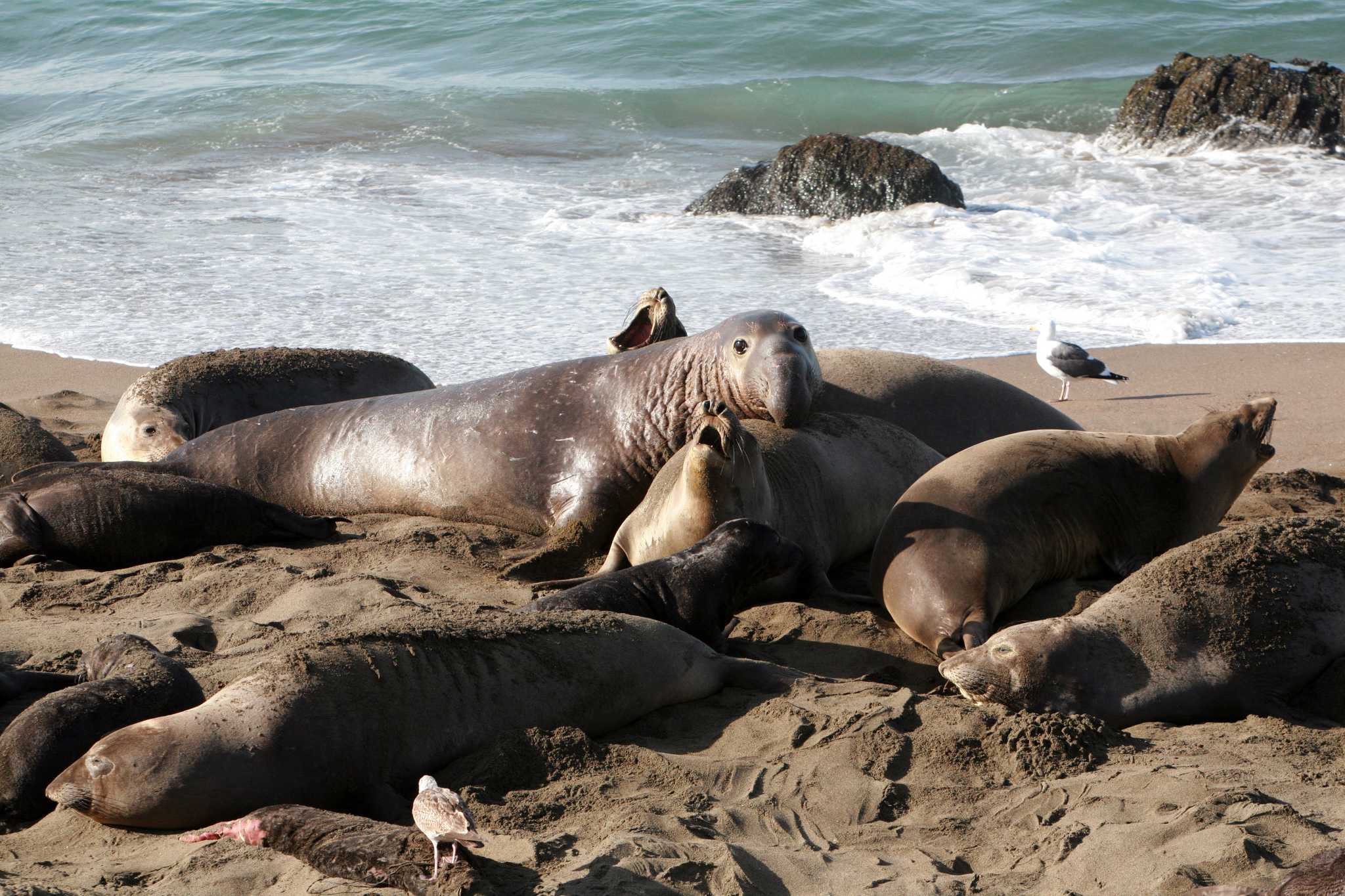 在 从 san-luis-obispo-ca-us 到 mountain-view-ca-us 的途中，参观 Friends Of The Elephant Seal ，通过 Daytrip