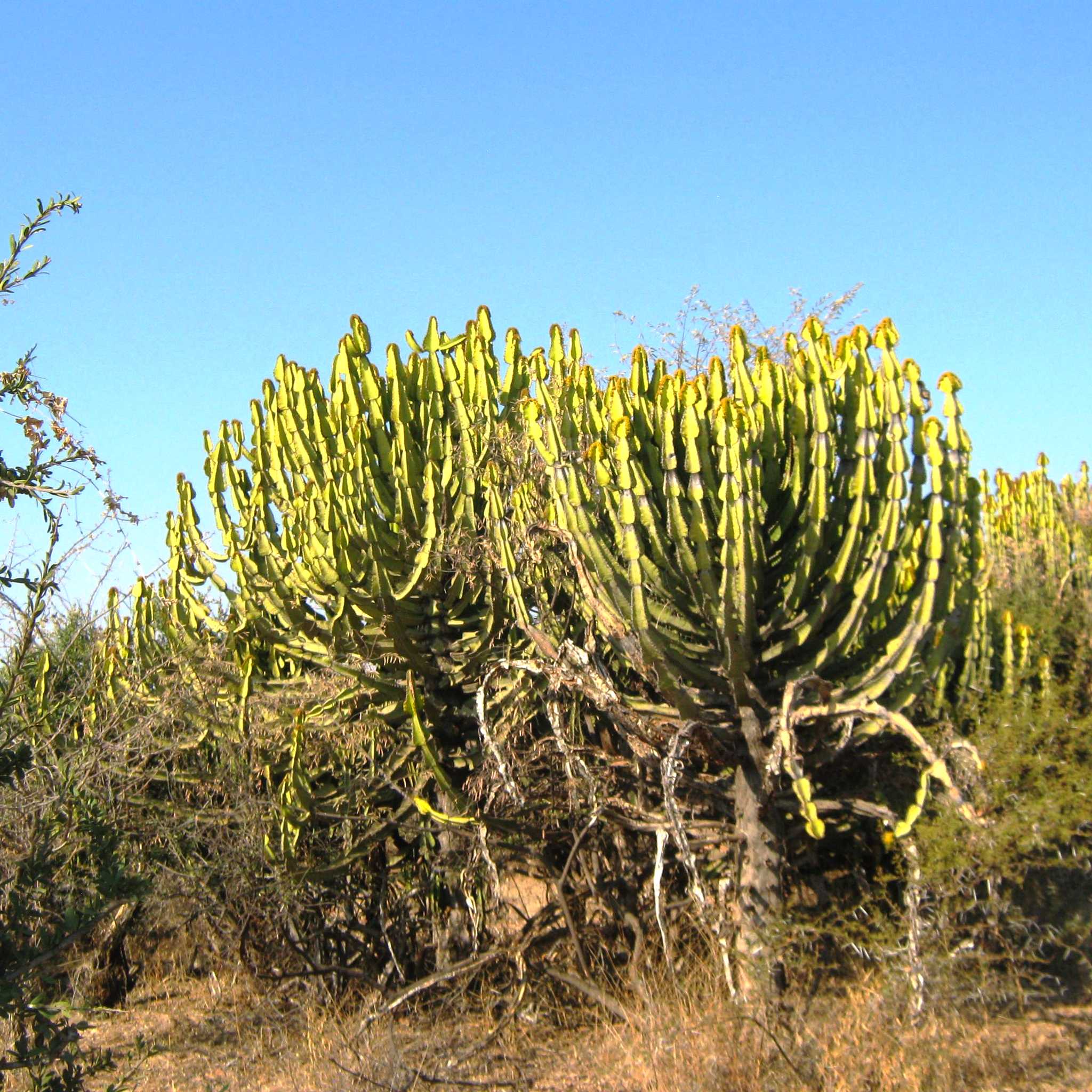 Ga-Masemola