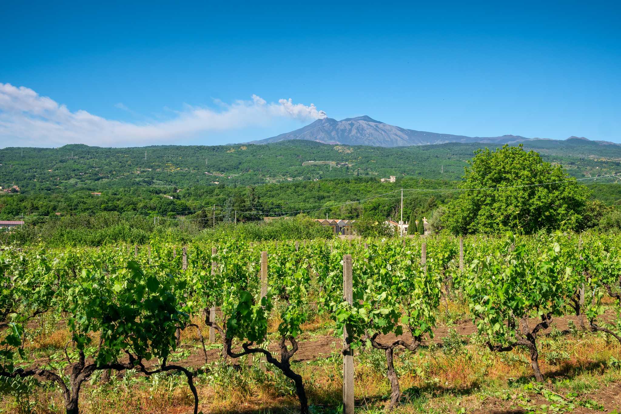 Private Autotransferdienste in Gambino Vini - malerische Aussicht auf Gambino Vini in Italien