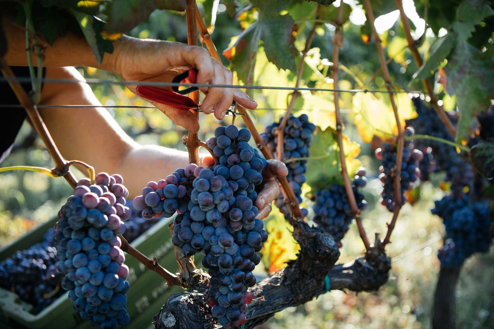 Itinerary stop at Gambino Vini on private day trip from Catania