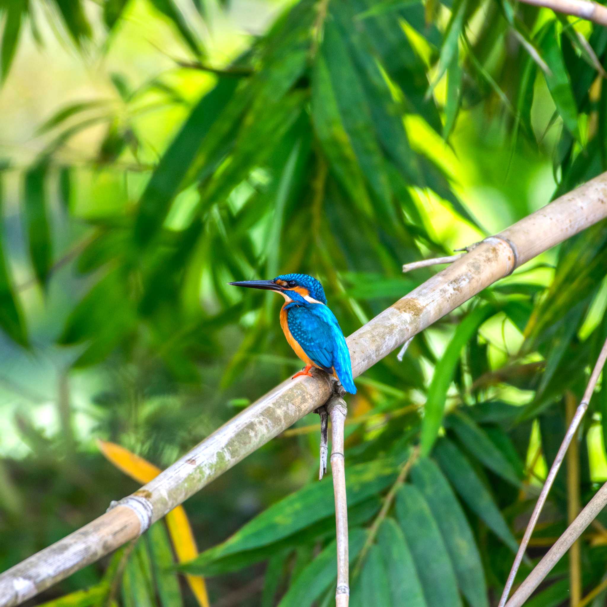 Ganemulla