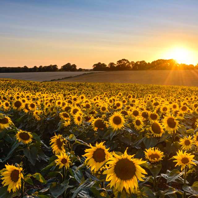 Birmingham to Glebe Farm sunflowers: Private day trip