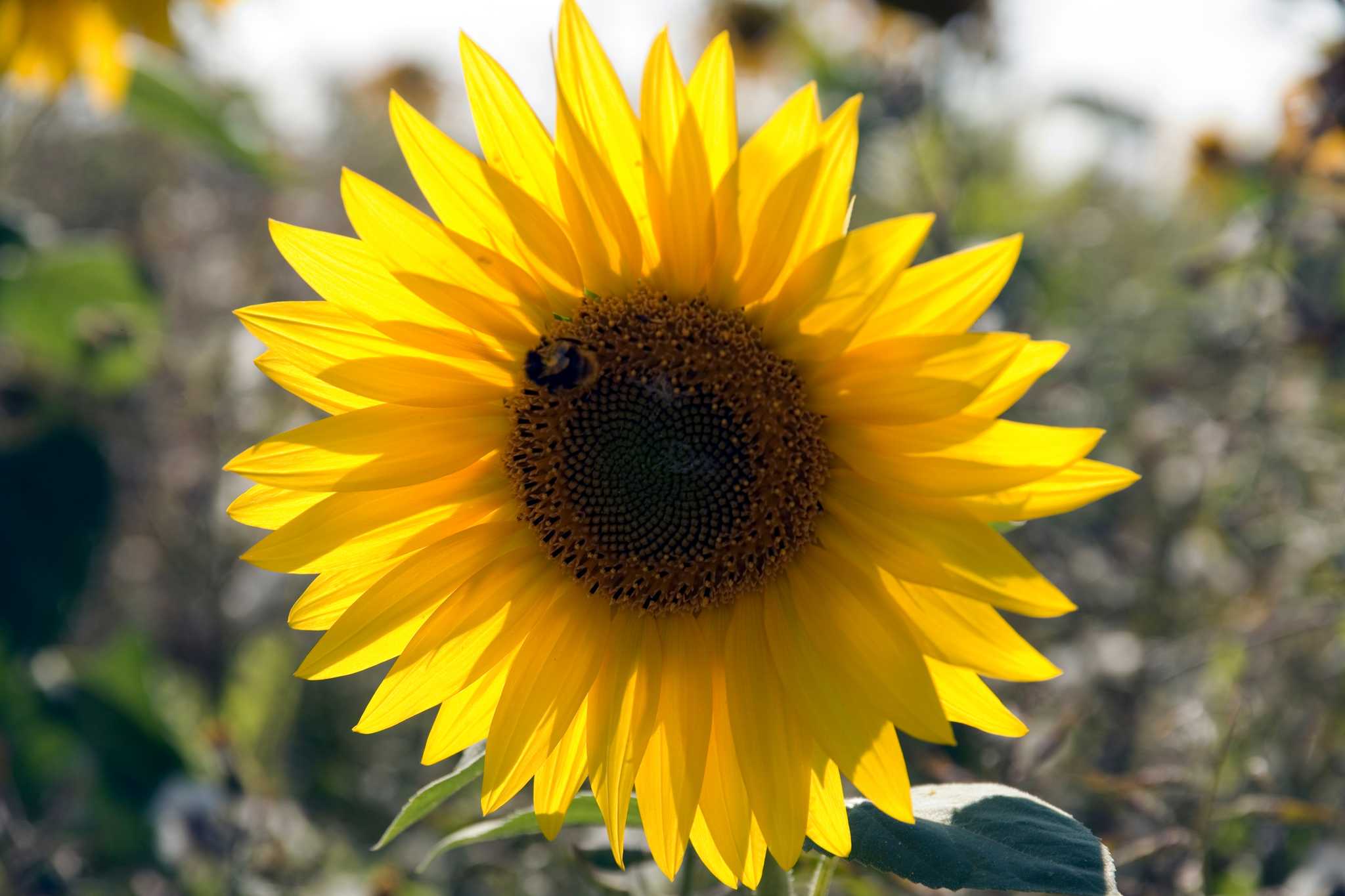 Reiseroute Stop in Glebe Farm auf privatem Tagesausflug von Birmingham