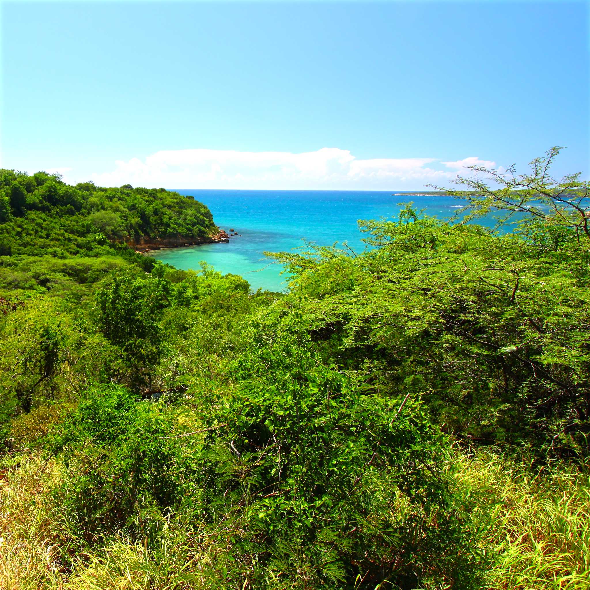 Guanica State Forest