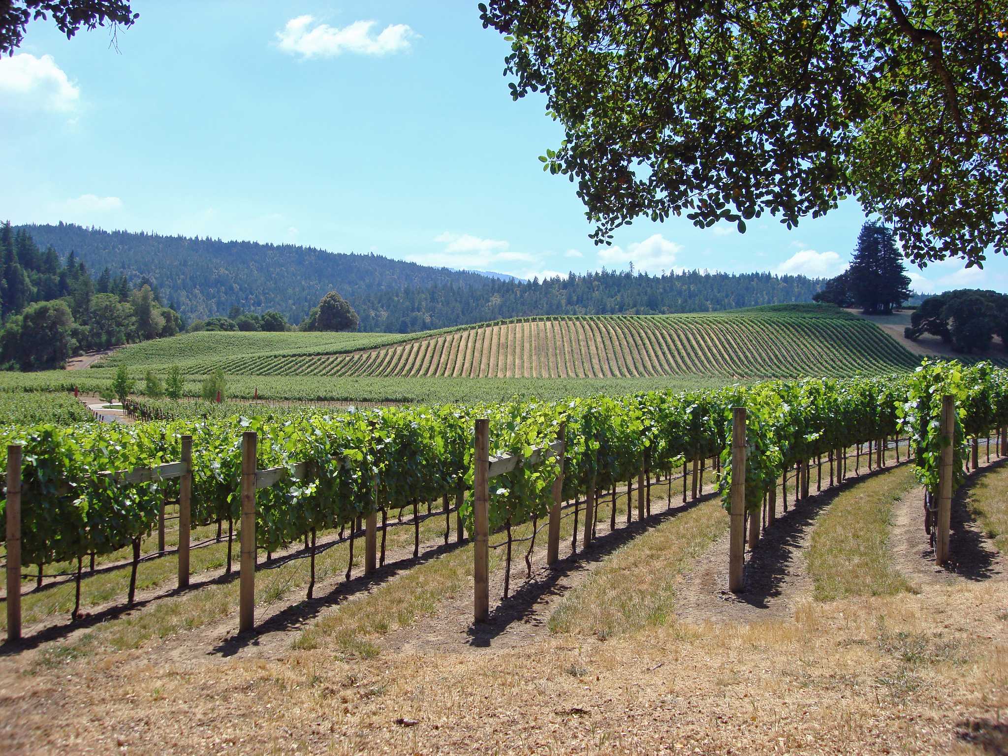 在 从 mountain-view-ca-us 到 mendocino-ca-us 的途中，参观 Handley Cellars Winery ，通过 Daytrip