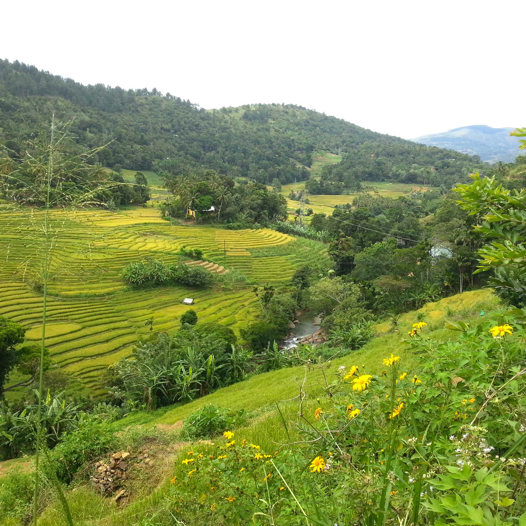 Hanguranketha