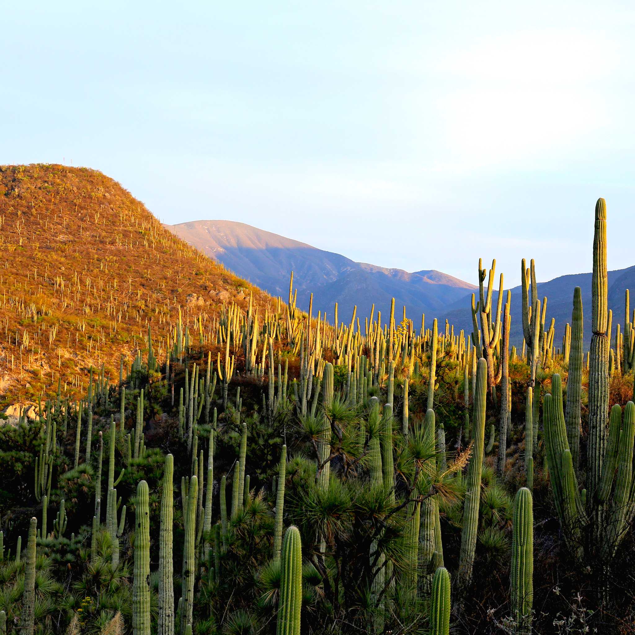 Jardins botaniques Helia Bravo Hollis