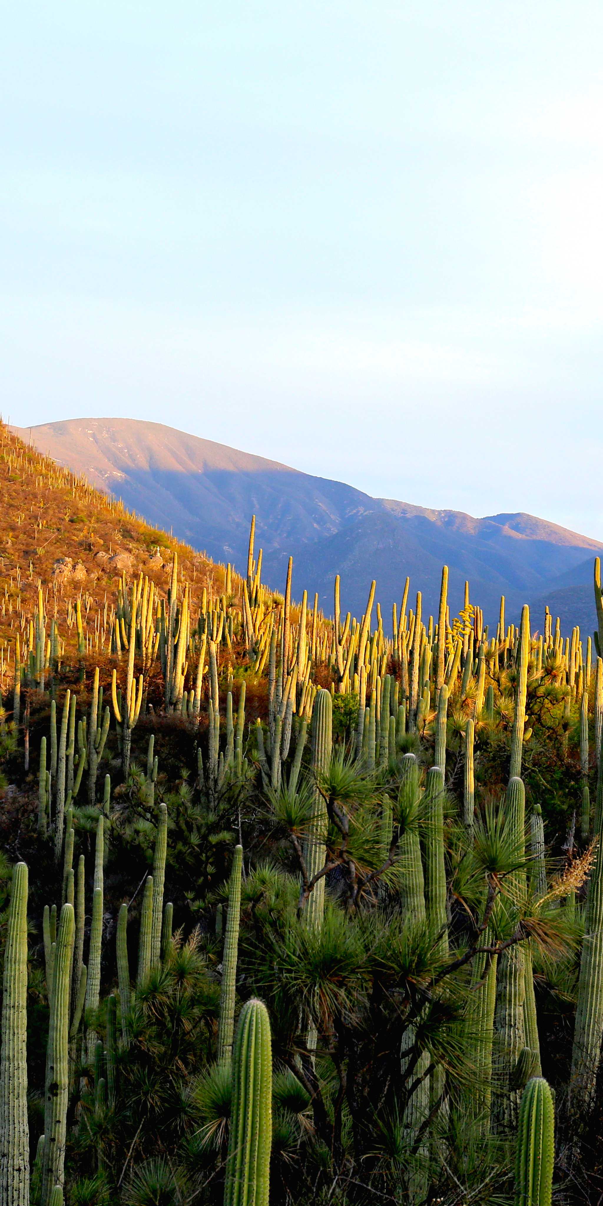 Helia Bravo Hollis Botanical Gardens