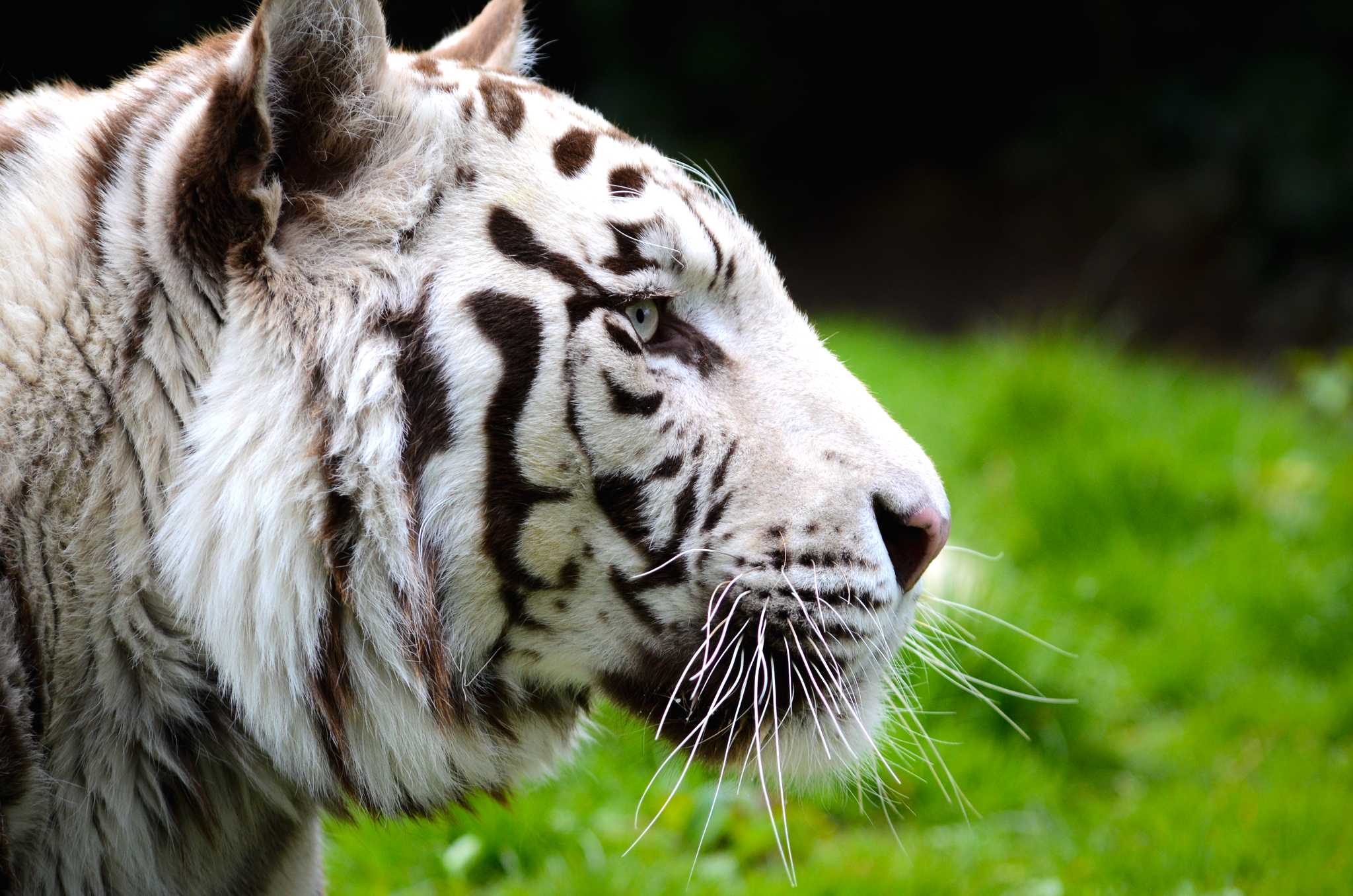 London to the Hertfordshire Zoo and Cambridge: Private day trip