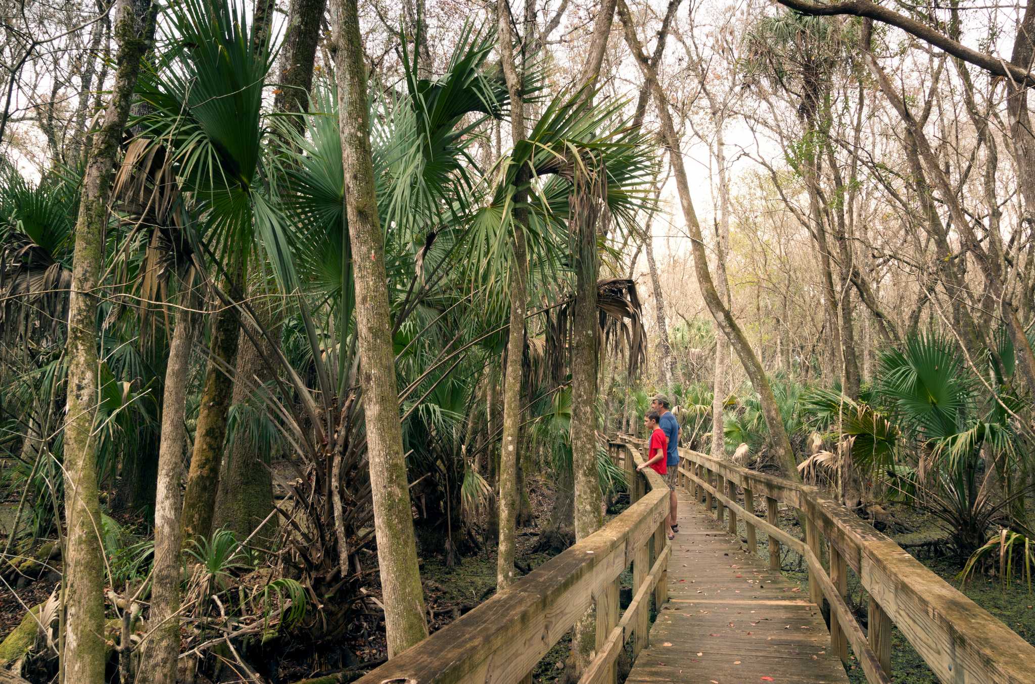 Visitar Highlands Hammock State Park en el camino de st-petersburg-fl-us a west-palm-beach-fl-us con Daytrip