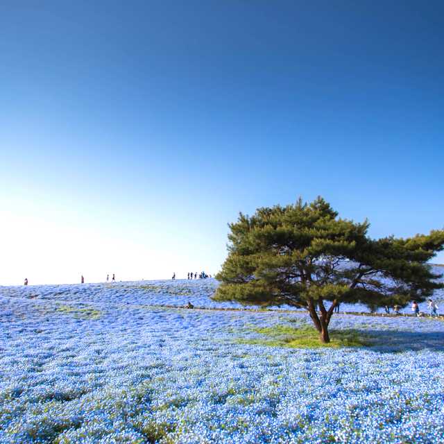 Tokyo to Hitachi Seaside Park: Private day trip