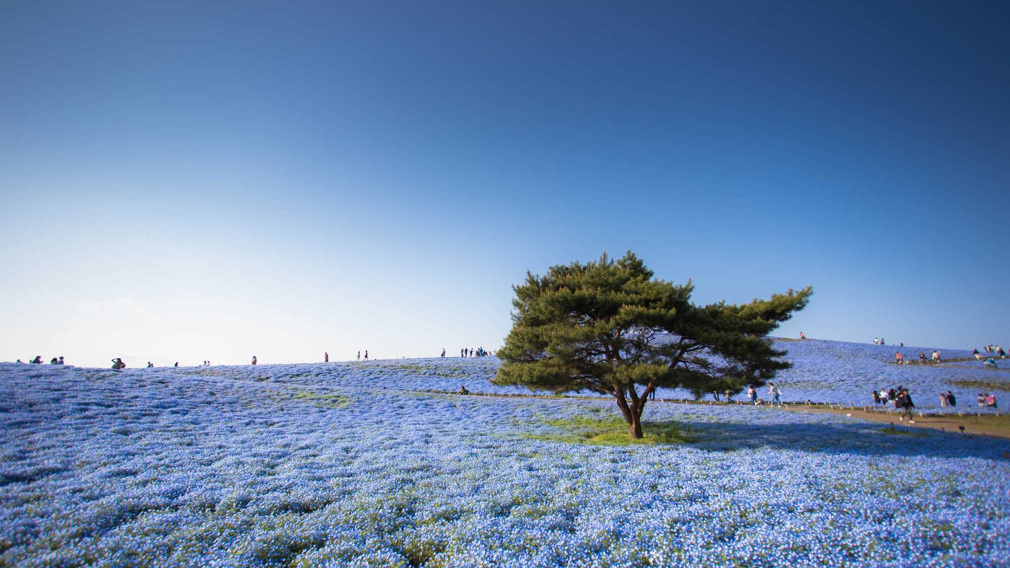 Hitachi Seaside Park