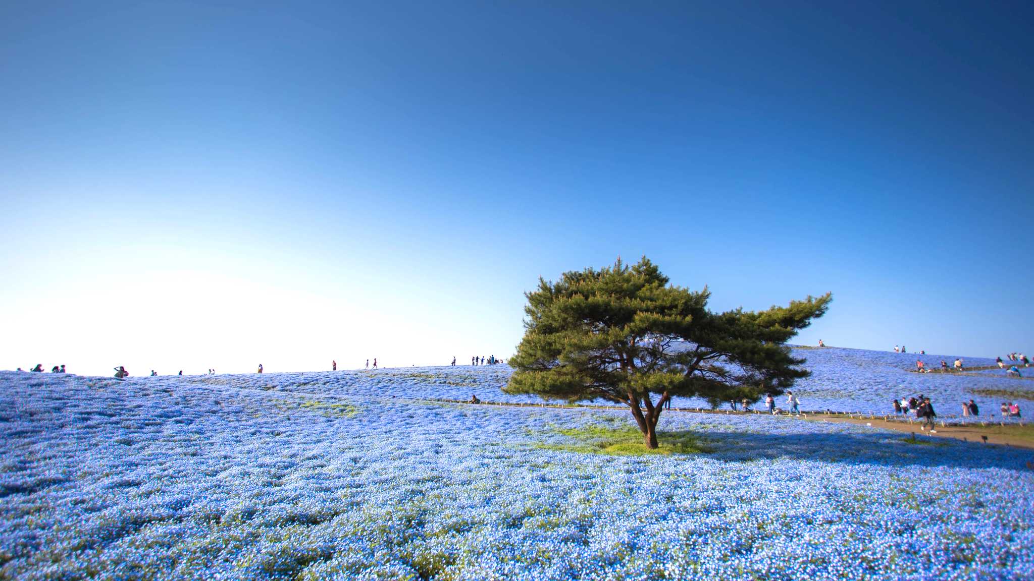 Tokyo to Hitachi Seaside Park: Private day trip