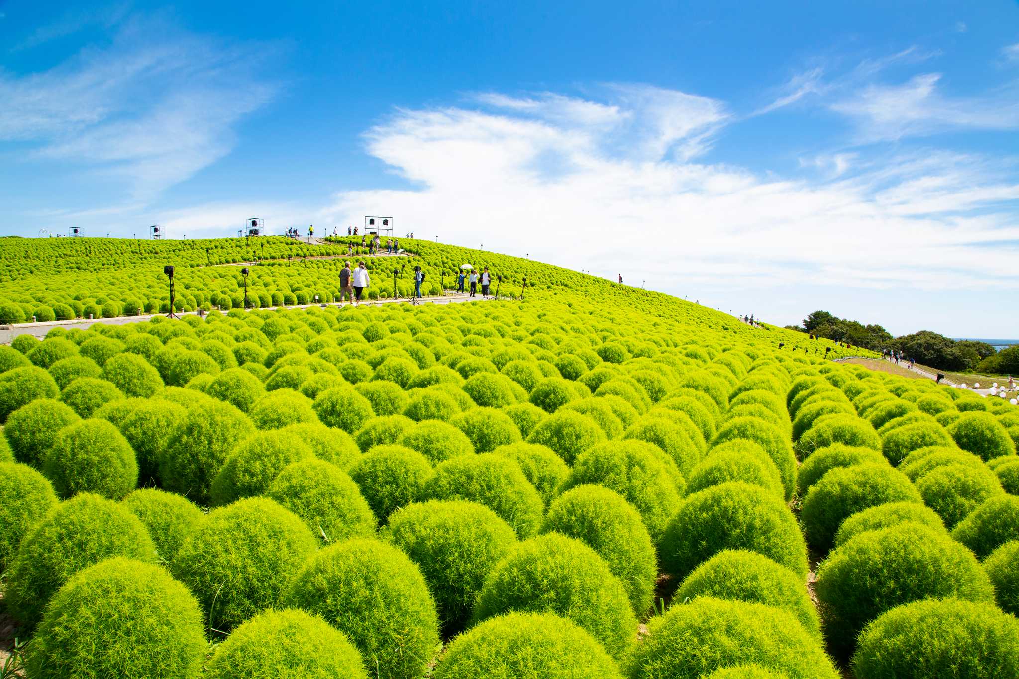 Hitachi Seaside Park