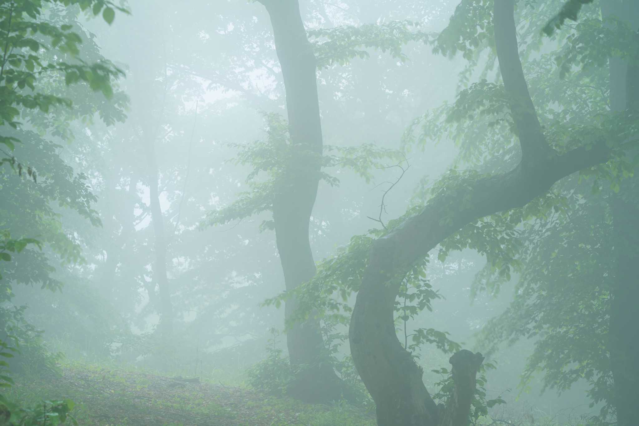 Misty shot of a crooked tree in the Hoia Baciu Forest, with other trees behind.