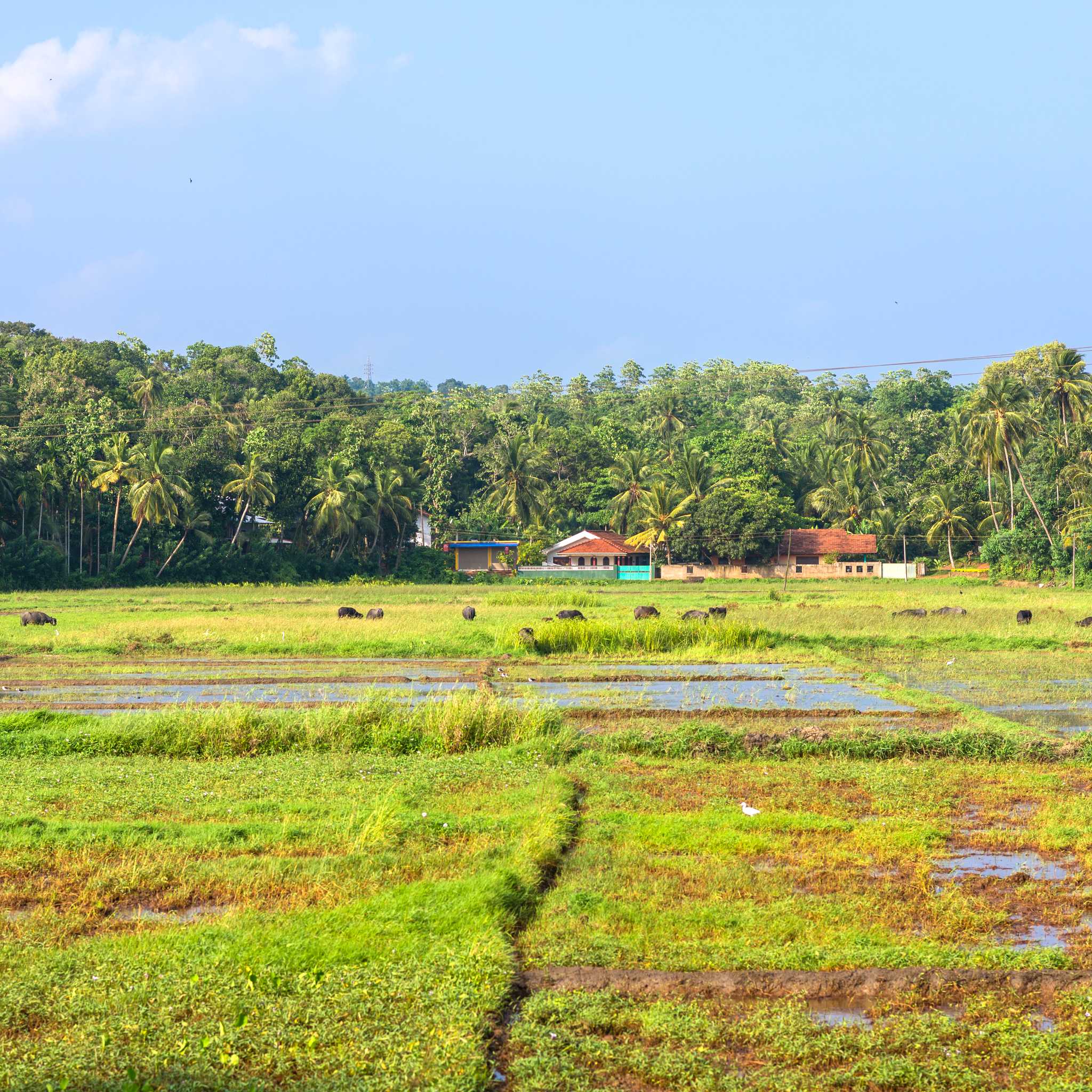 Horana
