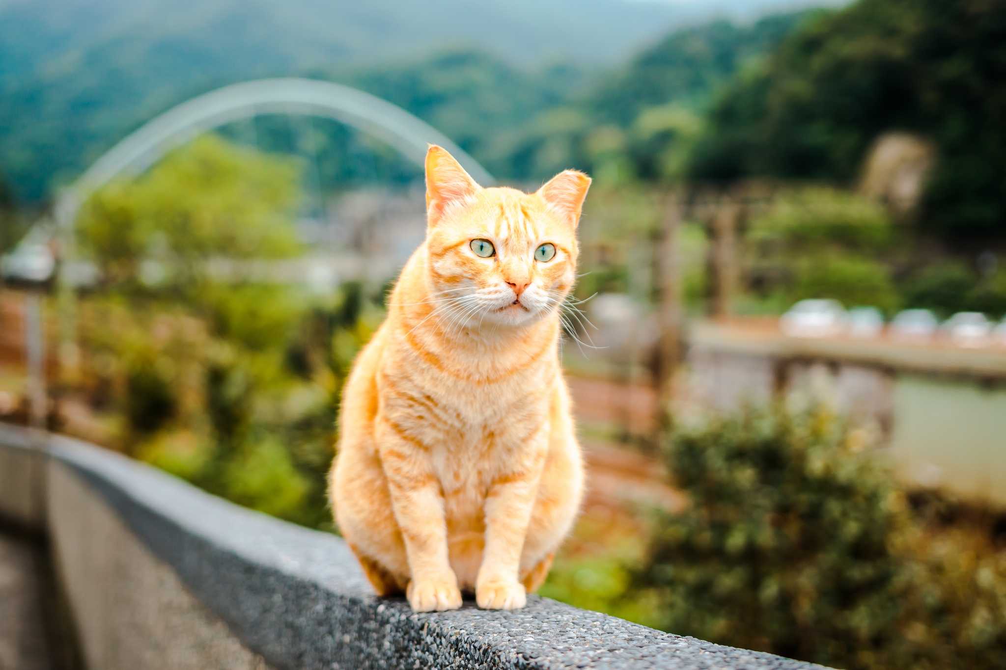 Visit Houtong Cat Village on the way from keelung-tw to jioufen-tw with Daytrip