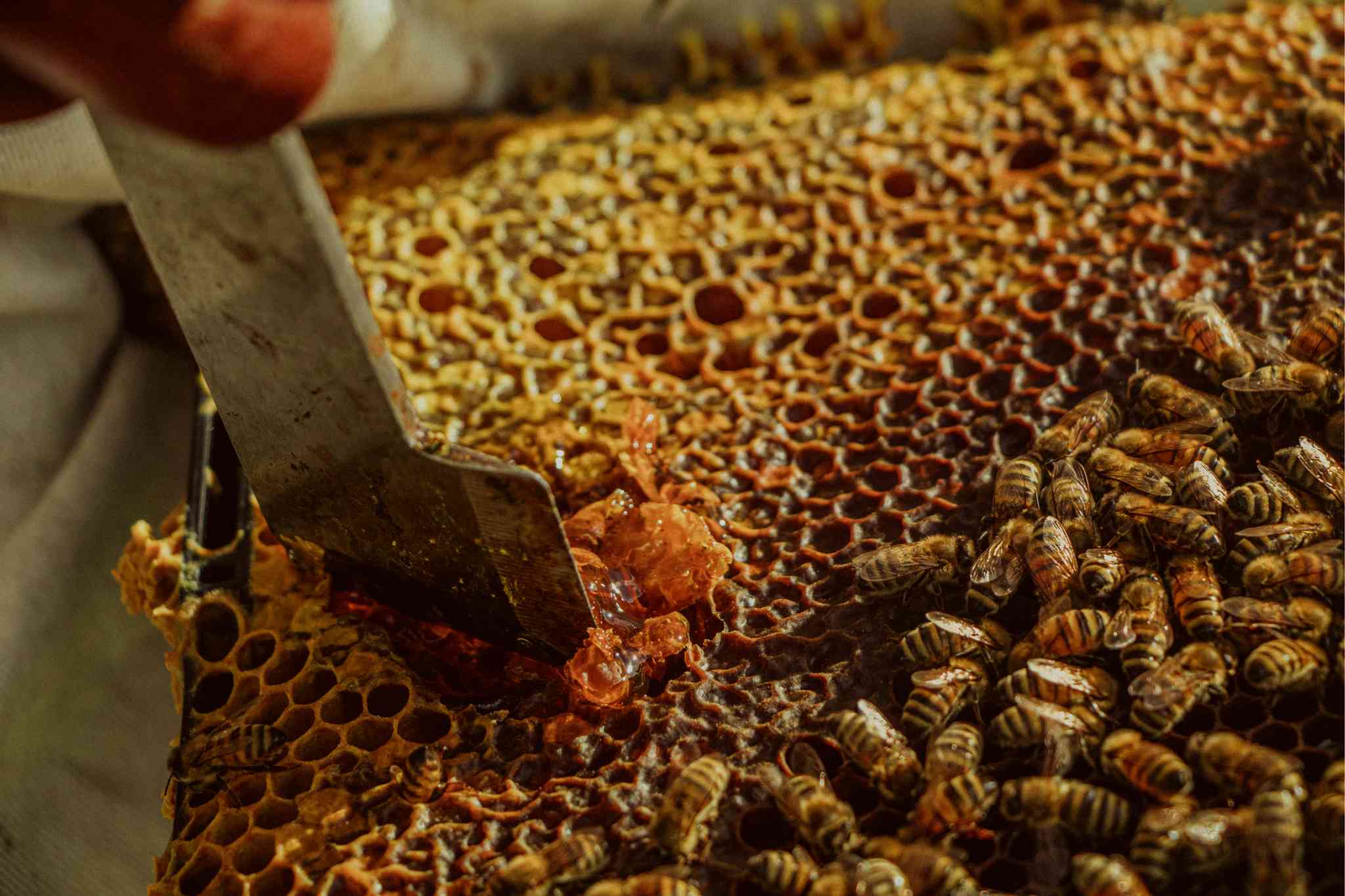 Huka Honey Hive