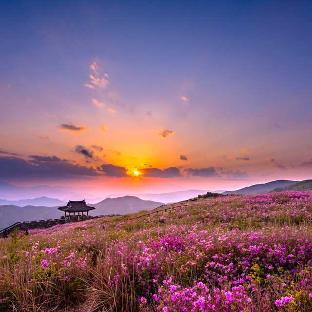 Busan to Hwangmaesan County Park: Private day trip