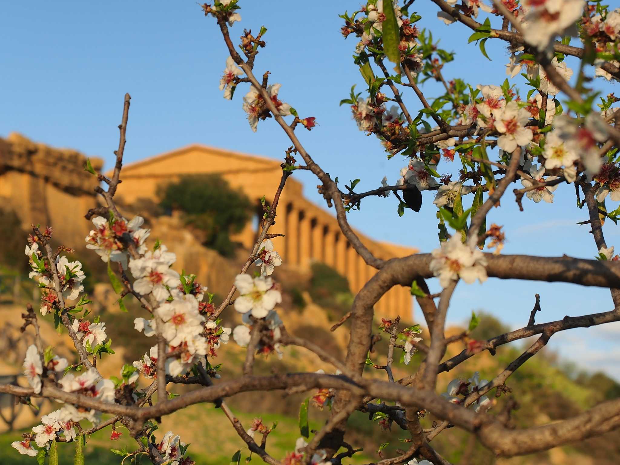 Almond blossom in bloom before a Greek temple in Agrigento's Valley of the Temples.