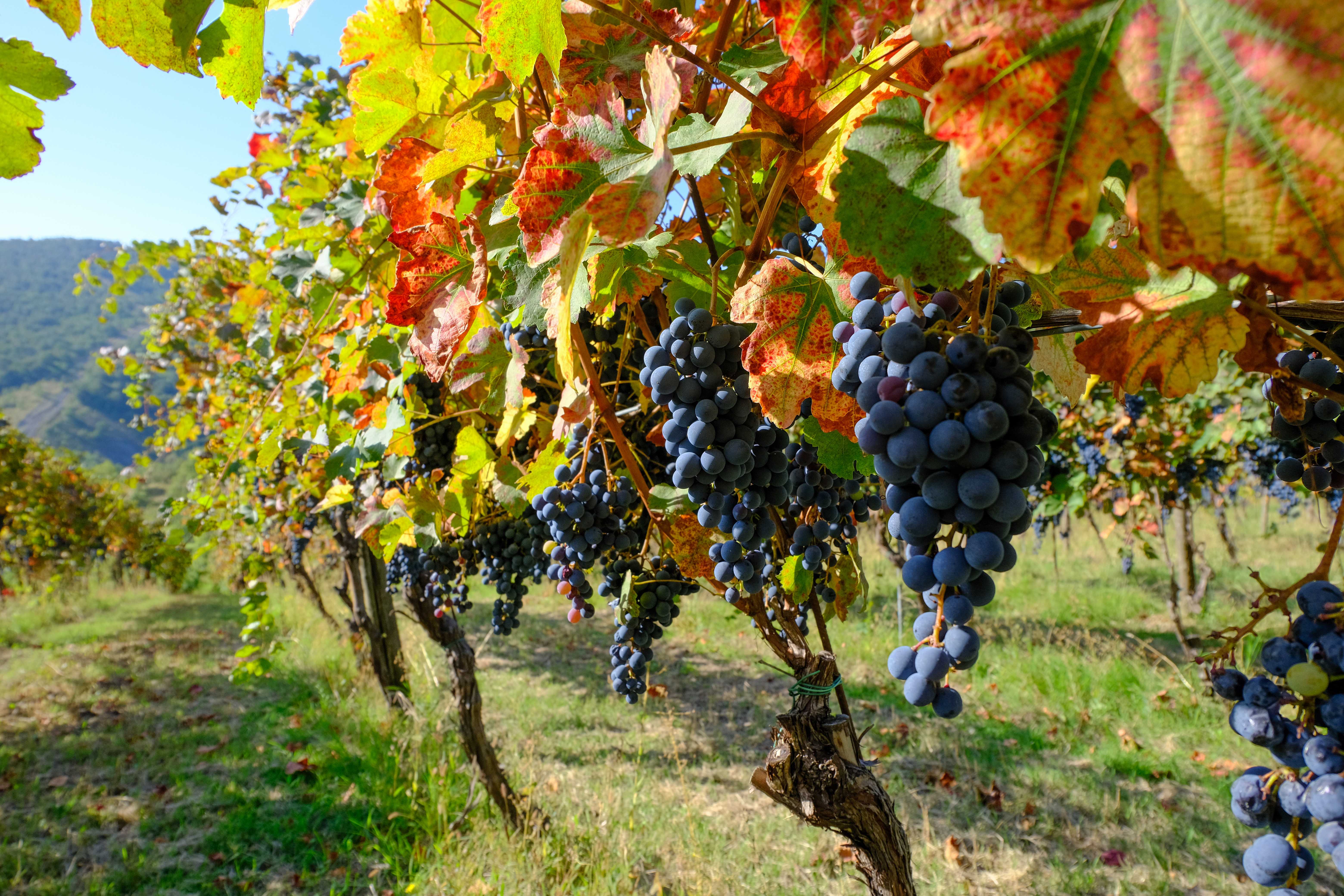Travel inspiration for Italy in September: Weather, Harvest & Fewer Crowds - Private day trips by Daytrip