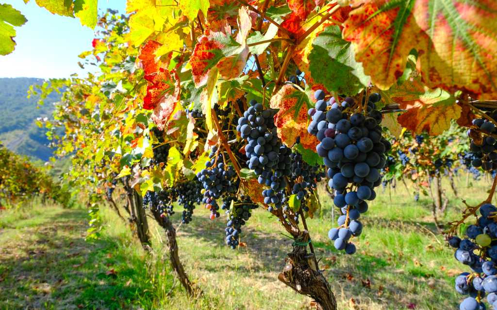 Tailored trips for Italy in September: Weather, Harvest & Fewer Crowds - Private transfers by Daytrip