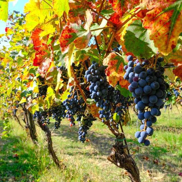 Tailored trips for Italy in September: Weather, Harvest & Fewer Crowds - Private transfers by Daytrip