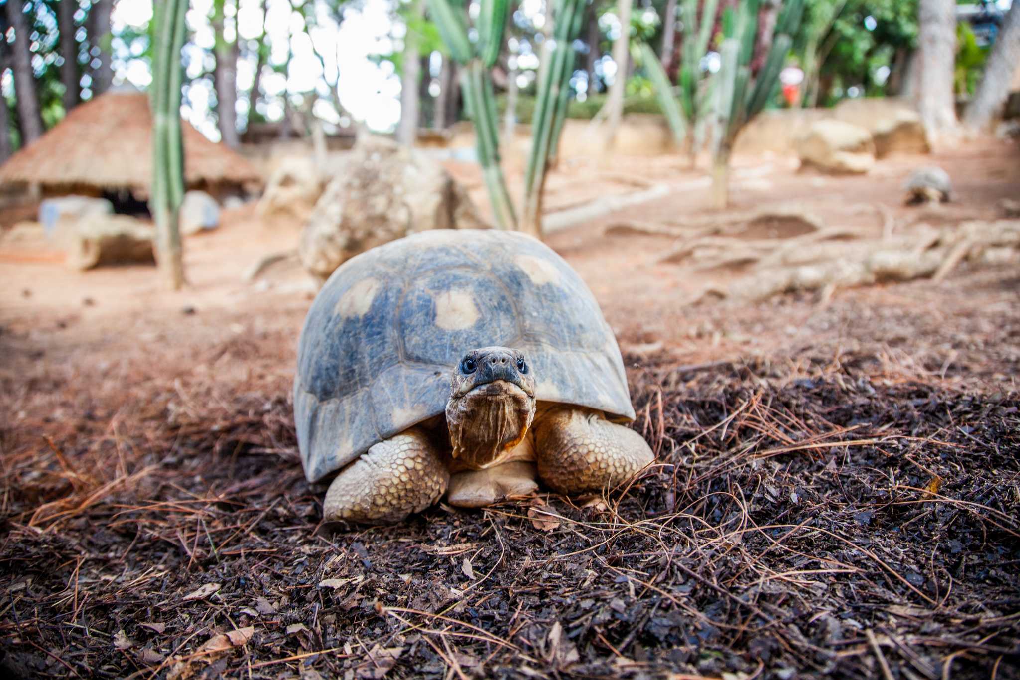 Besuchen Sie Le Jardin Des Tortues auf dem Weg von saint-denis-re nach saint-pierre-re mit Daytrip