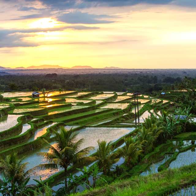Denpasar to Jatiluwih Rice Terraces and Batukaru Temple: Day trip