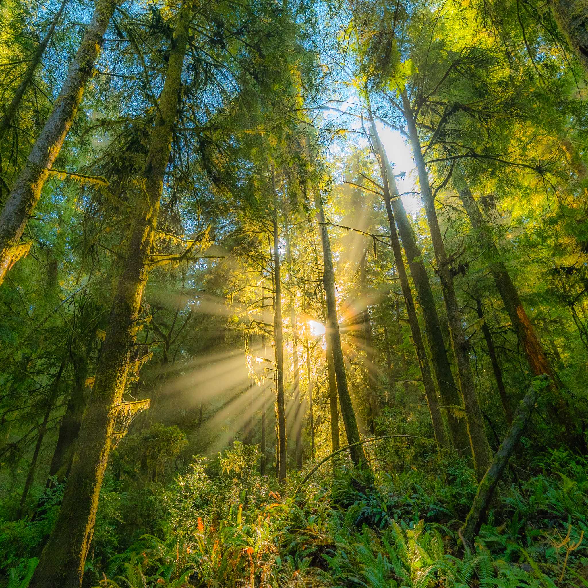 Jedediah Smith Redwoods State Park