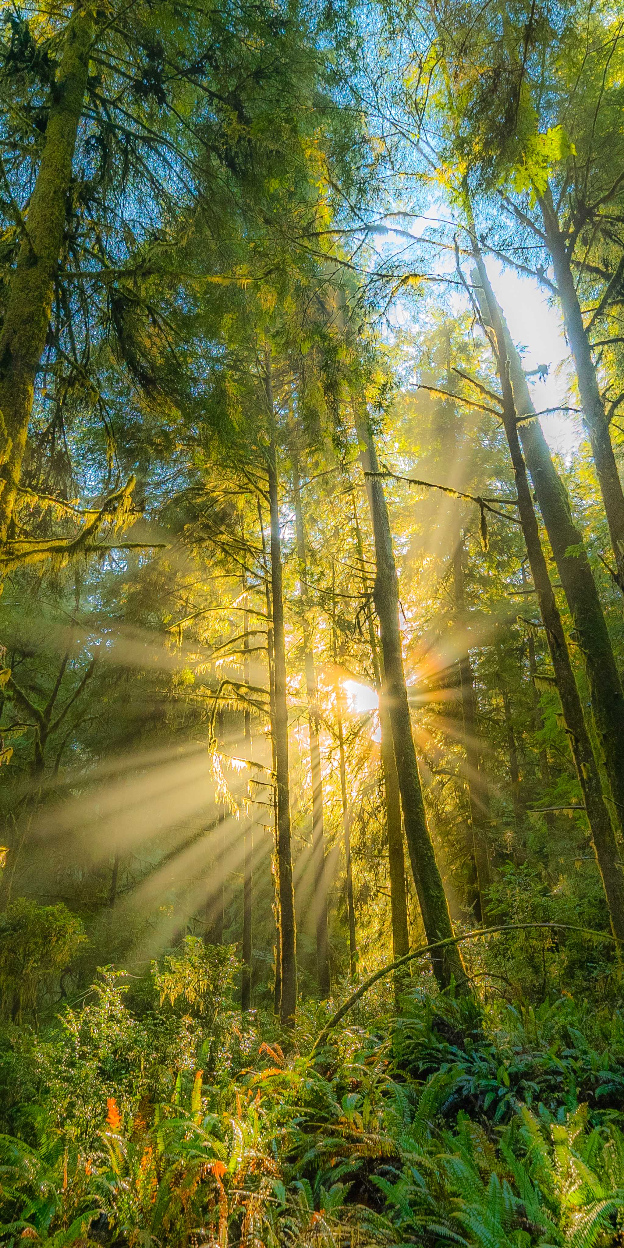 제데다이아 스미스 레드우드 주립공원