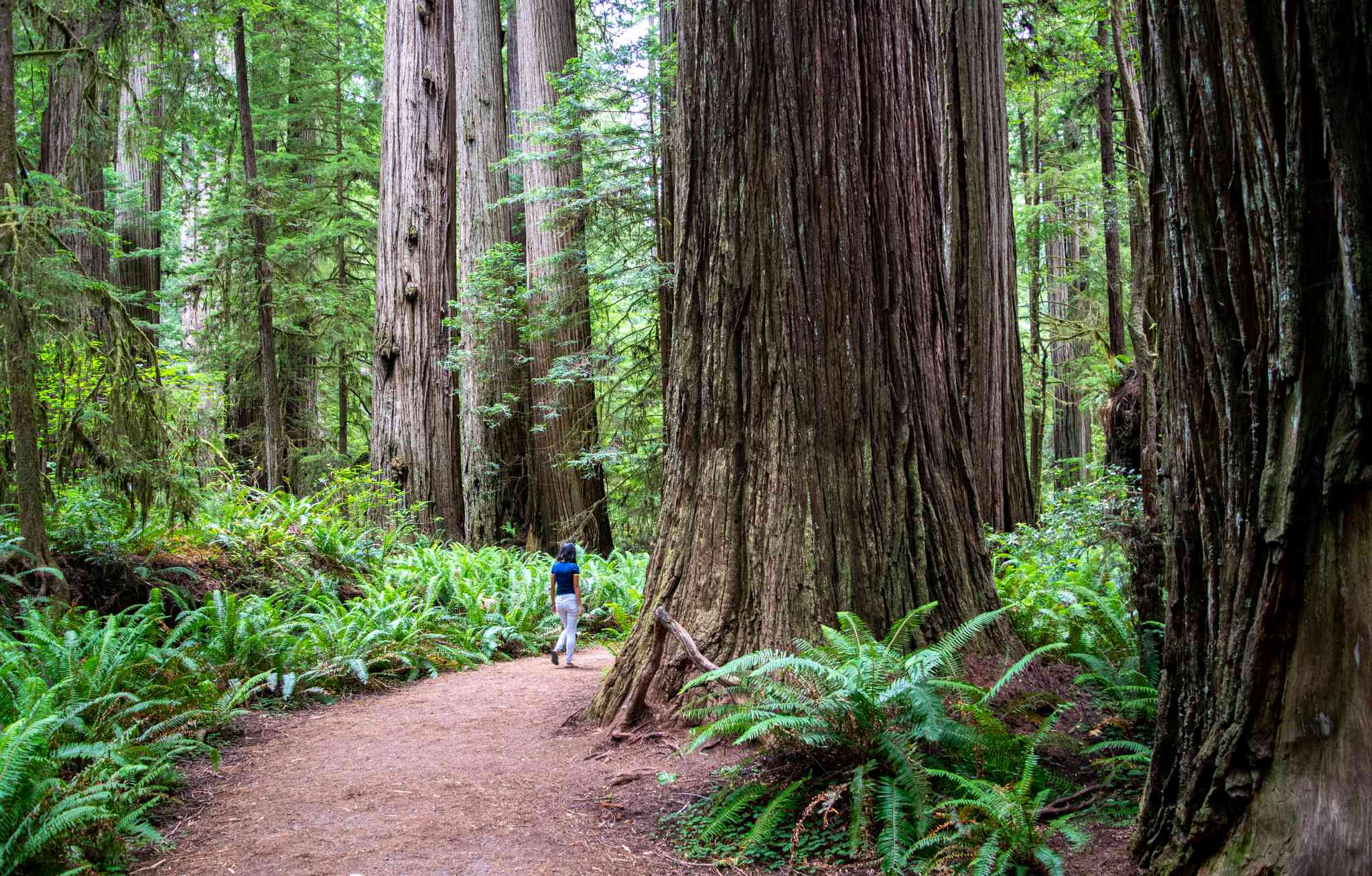 Vue pittoresque de Crescent City, CA - excursion privée d'une journée depuis Parc d'État des Séquoias Jedediah Smith - photo 8