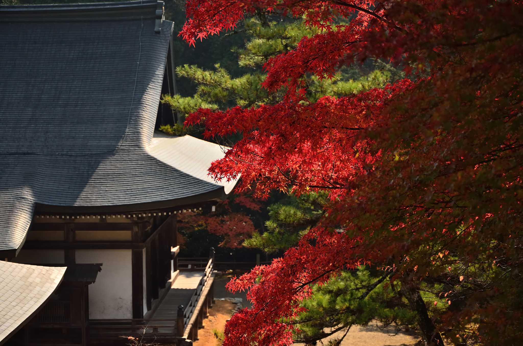 The sloping roof of a Japanese temple framed with bright red leaves during the afternoon.